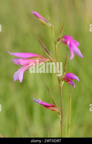 Glaïeule illyrien ou glaïeule sauvage (Gladiolus illyricus), fleurs, Camargue, Provence, sud de la France Banque D'Images