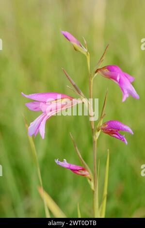 Glaïeule illyrien ou glaïeule sauvage (Gladiolus illyricus), fleurs, Camargue, Provence, sud de la France Banque D'Images