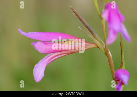 Glaïeule illyrien ou glaïeule sauvage (Gladiolus illyricus), fleurs, Camargue, Provence, sud de la France Banque D'Images