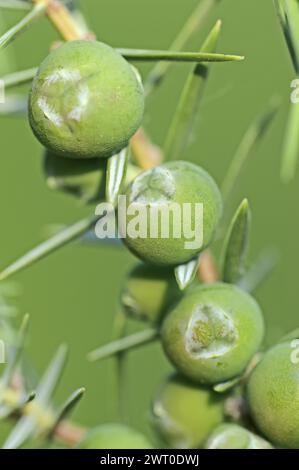 Cade (Juniperus oxycedrus), brindille aux cônes non mûrs, Provence, sud de la France Banque D'Images
