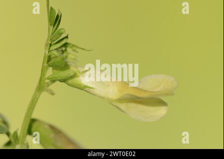 Veste hybride ou velue jaune (Vicia hybrida), fleur, Provence, sud de la France Banque D'Images