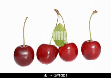 Cerise sauvage (Prunus avium), cerises sur fond blanc Banque D'Images