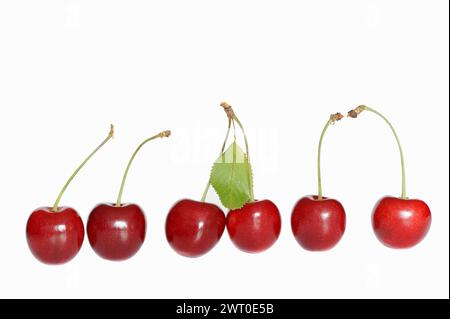 Cerise sauvage (Prunus avium), cerises sur fond blanc Banque D'Images