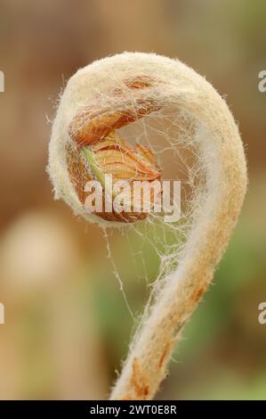 Fougère cannelle (Osmundastrum cinnamomeum, Osmunda cinnamomea), émergence foliaire au printemps, plante ornementale, Rhénanie du Nord-Westphalie, Allemagne Banque D'Images