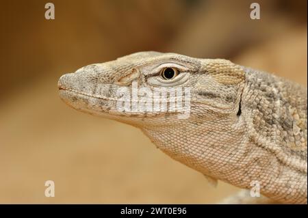 Moniteur du désert (Varanus griseus), portrait, captif, occurrence en Afrique Banque D'Images