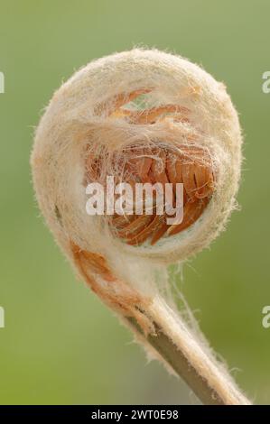 Fougère cannelle (Osmundastrum cinnamomeum, Osmunda cinnamomea), émergence foliaire au printemps, plante ornementale, Rhénanie du Nord-Westphalie, Allemagne Banque D'Images