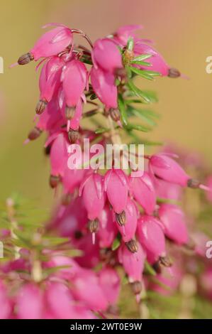 Bruyère à floraison hivernale ou bruyère anglaise 'Kramer's Rote' (Erica x darleyensis), floraison, plante ornementale, Rhénanie du Nord-Westphalie, Allemagne Banque D'Images