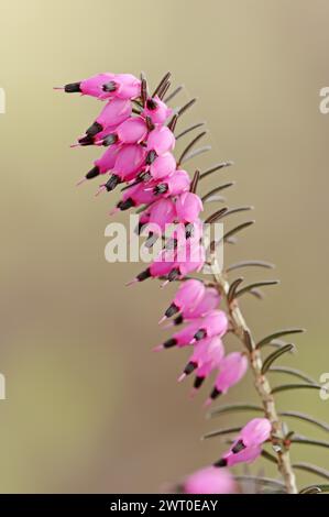 Bruyère à floraison hivernale ou bruyère anglaise 'Kramer's Rote' (Erica x darleyensis), floraison, plante ornementale, Rhénanie du Nord-Westphalie, Allemagne Banque D'Images