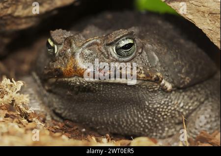 Crapaud d'Aga ou crapaud géant (Rhinella marina, Bufo marinus), captif, occurrence en Amérique du Sud Banque D'Images