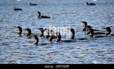 Un groupe de shags de Humboldt (Nannopterum brasilianum) pêchant sur un lac, Buenos Aires, Argentine Banque D'Images