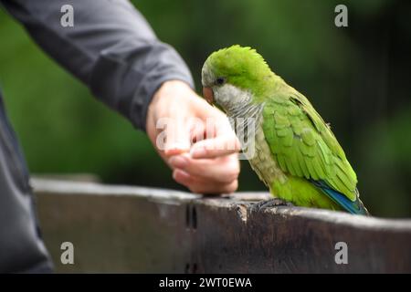 Perruche moine (Myiopsitta monachus) mangeant de la main, parc public à Buenos Aires, Argentine Banque D'Images