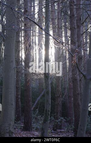 La lumière du soleil filtrant à travers la forêt dense, illuminant les feuilles tombées sur le sol Banque D'Images