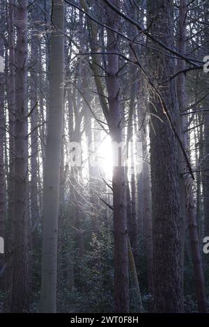 La lumière du soleil filtrant à travers la canopée dense de la forêt avec des feuilles vertes luxuriantes et des branches Banque D'Images