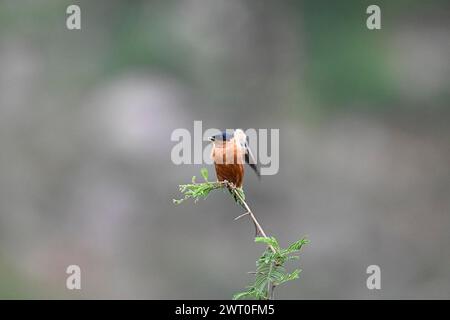 Hirondelle rouillée (Cecropis semirufa), réserve de gibier de Madikwe, Province du Nord-Ouest, Afrique du Sud, RSA Banque D'Images