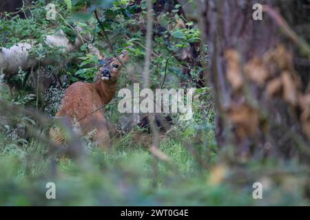 Chevreuil (Capreolus capreolus) femelle adulte Doe assise dans les bois, Suffolk, Angleterre, Royaume-Uni Banque D'Images