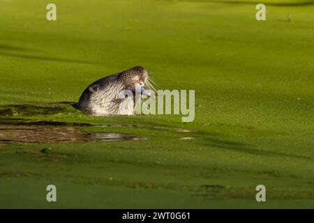 Loutre européenne (Lutra lutra) animal adulte se nourrissant d'un poisson dans une rivière, Angleterre, Royaume-Uni Banque D'Images