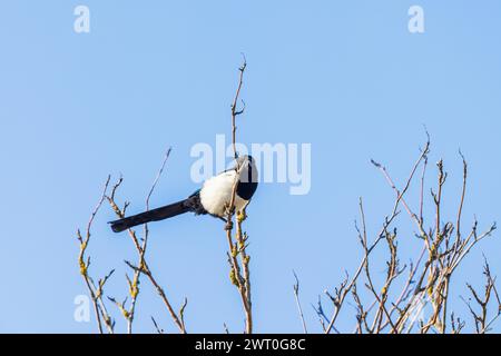 Magpie (Pica pica) assis sur une branche dans une cime d'arbre avec un ciel bleu Banque D'Images