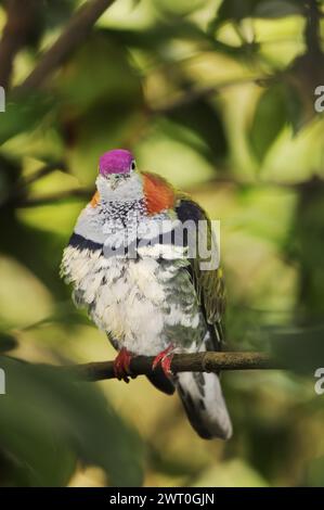 Superbe colombe fruitière (Ptilinopus superbus), mâle, captive, présente en Asie et en Australie Banque D'Images