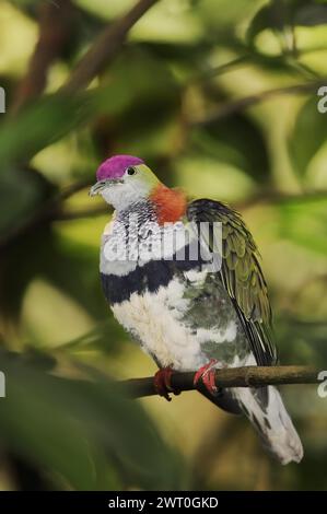 Superbe colombe fruitière (Ptilinopus superbus), mâle, captive, présente en Asie et en Australie Banque D'Images