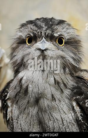 Mouche-mouche de Tawny (Podargus strigoides), portrait, captif, occurrence en Australie Banque D'Images