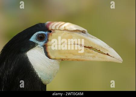 Papua Hornbill (Rhyticeros plicatus, Aceros plicatus), portrait, femme, captive, se produisant en Asie du Sud Banque D'Images