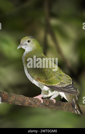 Superbe colombe fruitière (Ptilinopus superbus), femelle, captive, se trouvant en Asie et en Australie Banque D'Images