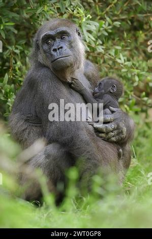 Gorille des plaines occidentales (Gorilla Gorilla Gorilla), femelle avec jeune, captive, se trouvant en Afrique Banque D'Images