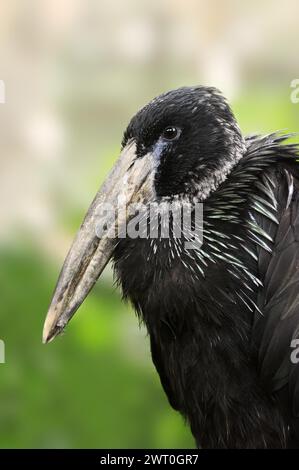 Bec de griffe brillant (Anastomus lamelligerus), portrait, captif, occurrence en Afrique Banque D'Images