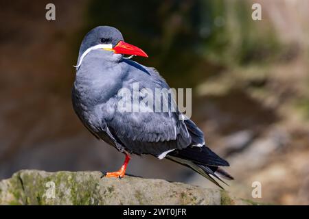 Une sterne inca (Larosterna inca) perchée sur un rocher Banque D'Images