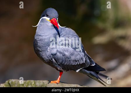 Une sterne inca (Larosterna inca) perchée sur un rocher Banque D'Images