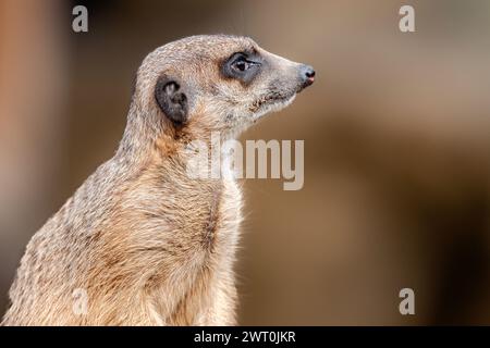 Une suricate debout dans son habitat naturel Banque D'Images