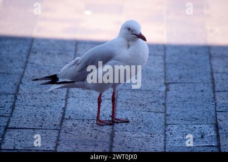 Une mouette est un type d'oiseau qui vit près de la côte et autour des plans d'eau. Ils sont connus pour leurs plumes blanches et grises, bec fort et nous Banque D'Images