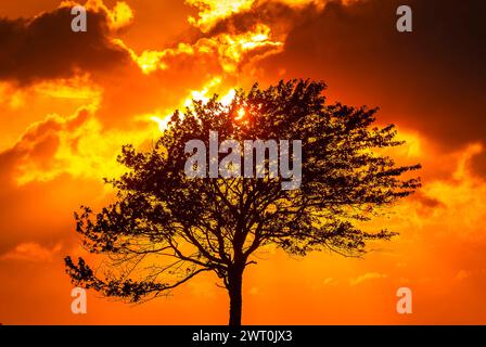 Un arbre solitaire se dresse face à un coucher de soleil vibrant, sa silhouette nettement soulignée par les nuances ardentes d'orange et de jaune qui remplissent le ciel. Les paramètres s Banque D'Images