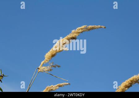 Inflorescence du bois petit roseau Calamagrostis épigejos sur un pré. Banque D'Images