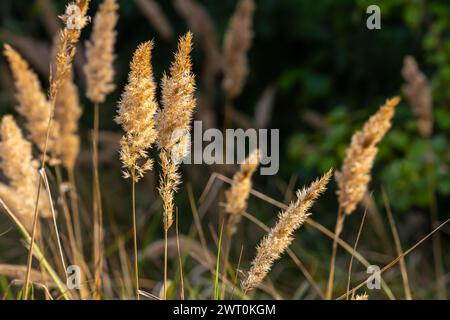 Inflorescence du bois petit roseau Calamagrostis épigejos sur un pré. Banque D'Images