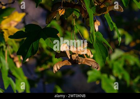 Bouquet de fruits d'Acer platanoides, également connu sous le nom d'érable de Norvège. Le fruit est un double samara avec deux graines ailées. Banque D'Images