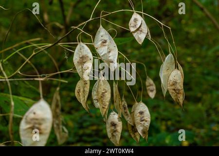 Silices sèches de Lunaria couvertes de rime le matin d'automne contre jardin flou. Gros plan. Mise au point sélective. Banque D'Images