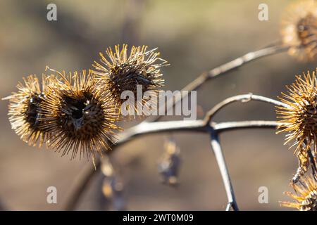 Arctium lappa, têtes de graines sèches de moindre erdock. Arctium moins, automne dans la prairie avec des fleurs séchées terdock, communément appelé plus grand terrier, comestible Banque D'Images