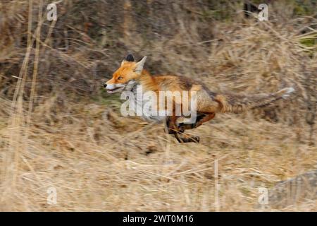 Renard rouge ( Vulpes vulpes ) sur la course le long de la lisière d'une forêt, à travers l'herbe de roseau, animal fuyant, en mouvement, technique de panoramique, faune, Europe. Banque D'Images