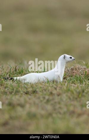 Auf der Jagd... Hermelin Mustela erminea im weißen Winterfell auf einer Weide, Wiese, heimische Tierwelt, Natur *** sur la chasse... Hermine / Stoat Mustela erminea en manteau d'hiver blanc sur un pâturage, prairie, animal indigène, faune, Europe. Nordrhein-Westfalen Deutschland, Westeuropa Banque D'Images