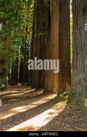 Danse au soleil sur un sentier de séquoias à Rotorua Banque D'Images