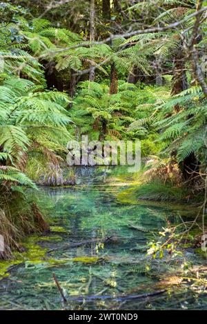 Ruisseau clair parmi les fougères dans la luxuriante forêt de séquoias de Rotorua Banque D'Images