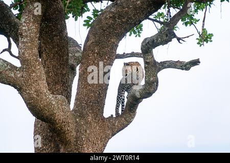 Léopard debout dans un arbre à saucisses dans le Maasai Mara au Kenya Banque D'Images