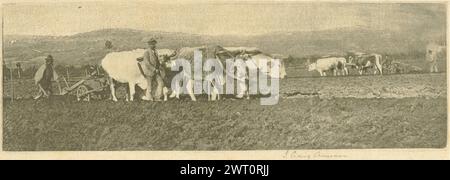 Labourage sur la Campagnetta. James Craig Annan, photographe (écossais, 1864 - 1946) vers 1894 vue de deux hommes dans un champ marchant à côté d'une équipe de bœufs attachés à une charrue. Un agriculteur avec une deuxième équipe peut être vu à l'extrémité du champ. (Recto, monture) en bas à gauche, écrit à la main au crayon : '7.' Banque D'Images
