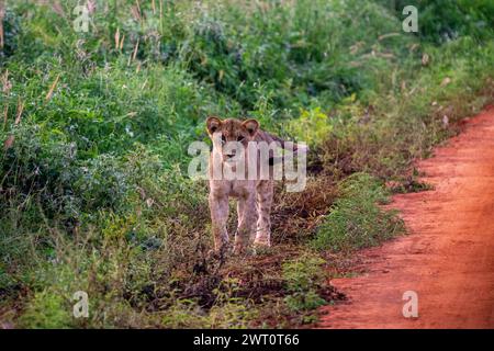 Lion Cub marchant sur un chemin de terre rouge à Tsavo West au Kenya. Banque D'Images