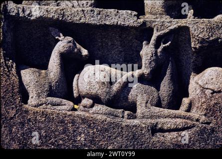 Inde Māmallapuram descente du Gange image non publiée 4. Swaan, Wim. 1968 ou plus tôt matériaux de production photographique pour les villes de Mughul Inde : Delhi, Agra, Fatehpur Sikri des photographies d'architecture ont été sélectionnées et numérisées à partir de ces matériaux. Les portraits, les images ethnographiques et les images d'objets de musée ont été exclus. Les images numériques sont classées géographiquement, d'abord par pays, puis par ville, puis par site complexe ou monument, avec tous les noms dans l'ordre alphabétique. Les noms de lieux sont dérivés du Getty Thesaurus of Geographic Names (TGN)®, Library of Congress Subject Headings, Banque D'Images