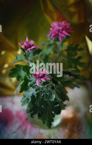 bouquet de chrysanthèmes roses en flou Banque D'Images