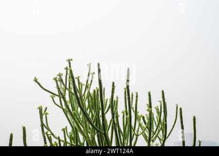 Plante de cactus vert sur fond flou blanc Banque D'Images