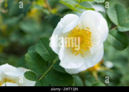 Hundsrose Rosa canina à Blüte *** Rose de chien Rosa canina en fleur Banque D'Images