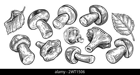 Collection de divers champignons forestiers comestibles, ensemble. Illustration vectorielle vintage dessinée à la main Illustration de Vecteur